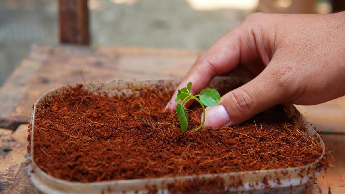 Cocopeat Nursery Growing Medium