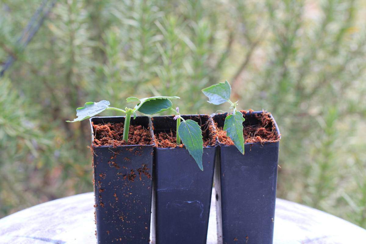 Cocopeat Propagation Medium