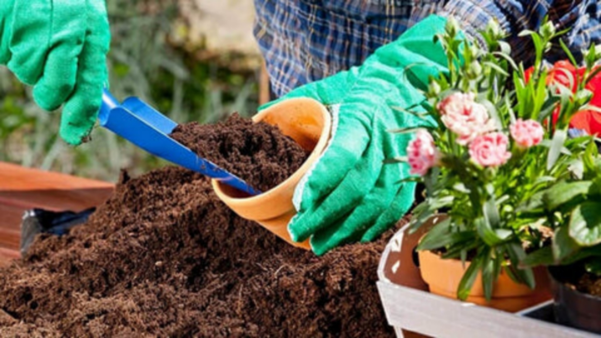 Cocopeat Nursery Usage