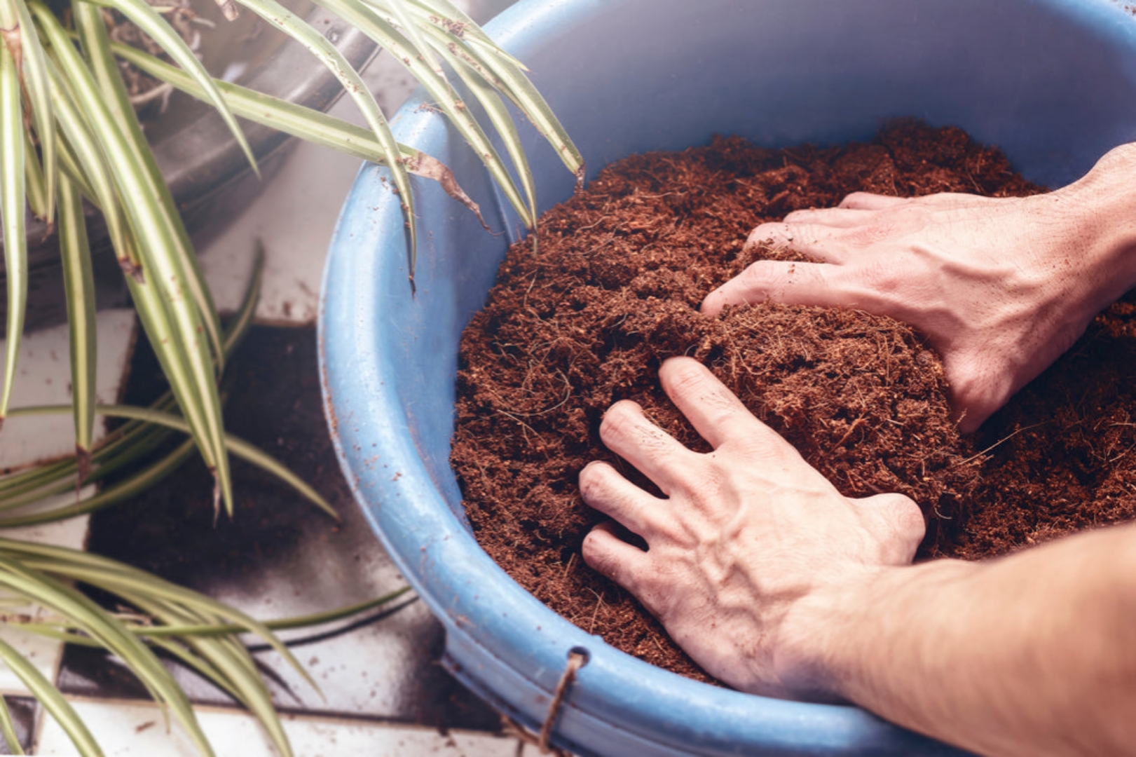 Cocopeat Nursery Benefits