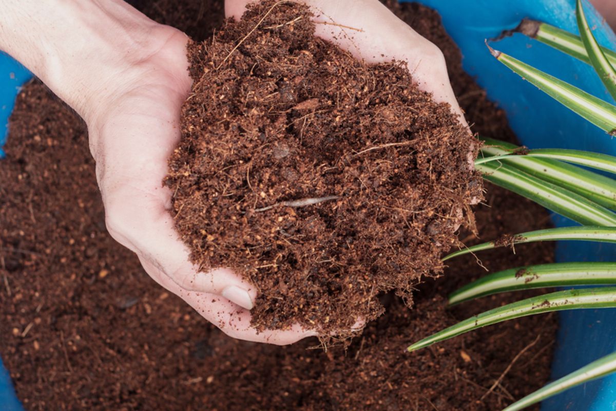 Cocopeat Nursery Solutions